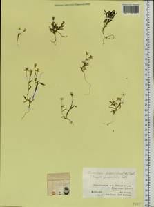 Ixeris chinensis subsp. versicolor (Fisch. ex Link) Kitam., Сибирь, Алтай и Саяны (S2) (Россия)