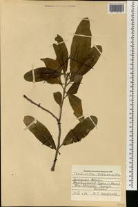 Terminalia avicennioides Guill. & Perr., Африка (AFR) (Мали)