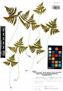Голокучник обыкновенный (L.) Newman, Сибирь, Западная Сибирь (S1) (Россия)