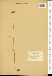 Allium aucheri Boiss., Кавказ, Армения (K5) (Армения)