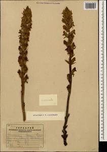 Заразиха, Кавказ, Армения (K5) (Армения)