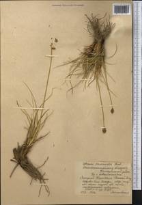 Carex deasyi (C.B.Clarke) O.Yano & S.R.Zhang, Средняя Азия и Казахстан, Западный Тянь-Шань и Каратау (M3) (Казахстан)
