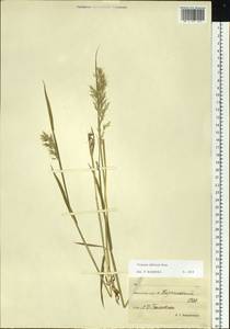 Sibirotrisetum sibiricum (Rupr.) Barberá, Сибирь, Чукотка и Камчатка (S7) (Россия)