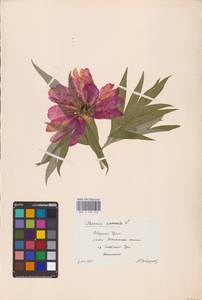 Пион уклоняющийся, Марьин корень L., Восточная Европа, Восточный район (E10) (Россия)