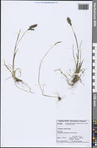 Koeleria spicata subsp. spicata, Сибирь, Центральная Сибирь (S3) (Россия)