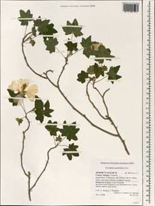 Malva acerifolia (Cav.) Alef., Африка (AFR) (Испания)
