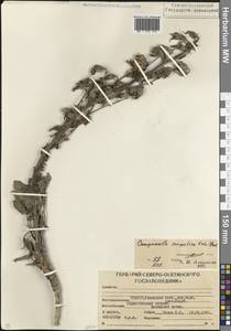 Колокольчик сарматский Ker Gawl., Кавказ, Северная Осетия, Ингушетия и Чечня (K1c) (Россия)