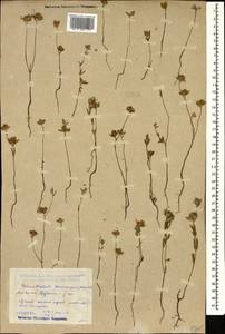 Helianthemum ledifolium subsp. lasiocarpum (Jacques & Herincq) Nyman, Кавказ, Дагестан (K2) (Россия)