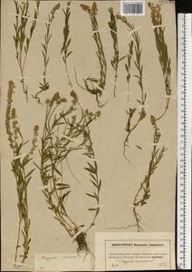 Истод хохлатый, Восточная Европа, Московская область и Москва (E4a) (Россия)