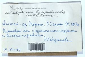 Barbilophozia lycopodioides (Wallr.) Loeske, Гербарий мохообразных, Мхи - Западная Сибирь (включая Алтай) (B15) (Россия)