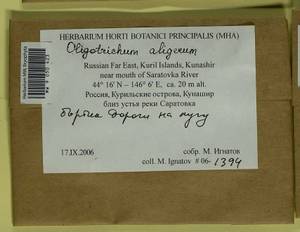 Oligotrichum aligerum Mitt., Гербарий мохообразных, Мхи - Дальний Восток (без Чукотки и Камчатки) (B20) (Россия)