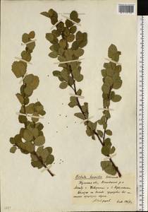 Береза приземистая Schrank, Восточная Европа, Центральный район (E4) (Россия)