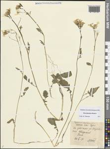 Редька дикая, Редька полевая L., Восточная Европа, Центральный район (E4) (Россия)