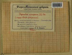 Pogonatum urnigerum (Hedw.) P. Beauv., Гербарий мохообразных, Мхи - Москва и Московская область (B6a) (Россия)