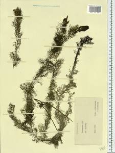 Пузырчатка обыкновенная L., Восточная Европа, Литва (E2a) (Литва)