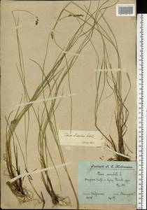 Осока двутычинковая Schrank, Восточная Европа, Волжско-Камский район (E7) (Россия)