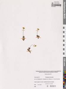 Крупка волосистая Adams ex DC., Сибирь, Чукотка и Камчатка (S7) (Россия)