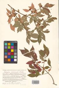 Бересклет крылатый (Thunb.) Siebold, Сибирь, Дальний Восток (S6) (Россия)