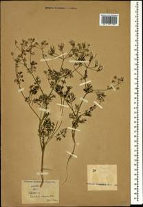 Скандикс грузинский M.Bieb., Кавказ (без точных местонахождений) (K0)