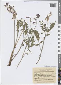 Копеечник арктический (B.Fedtsch.) P.W.Ball, Сибирь, Центральная Сибирь (S3) (Россия)