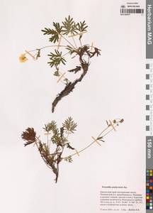 Лапчатка анадырская Juz., Сибирь, Чукотка и Камчатка (S7) (Россия)