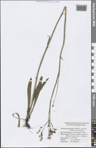 Pilosella erythrochrista (Nägeli & Peter) S. Bräut. & Greuter, Восточная Европа, Средневолжский район (E8) (Россия)