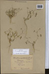 Бедренец пушистый (DC.) Boiss., Средняя Азия и Казахстан, Памир и Памиро-Алай (M2) (Узбекистан)