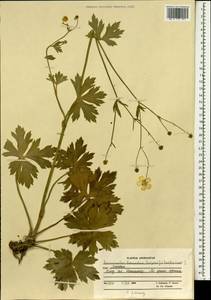 Ranunculus distans Wall. ex Royle, Зарубежная Азия (ASIA) (Афганистан)