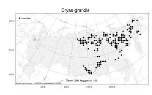 Dryas grandis, Дриада крупная, Дриада большая Juz., Атлас флоры России (FLORUS) (Россия)