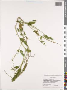 Лебеда раскидистая L., Восточная Европа, Нижневолжский район (E9) (Россия)