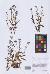 Незабудка азиатская (Vestergr. ex Hultén) Schischk. & Serg., Восточная Европа, Северный район (E1) (Россия)