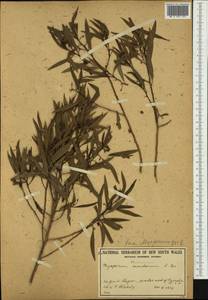 Myoporum tenuifolium G. Forster, Австралия и Океания (AUSTR) (Австралия)