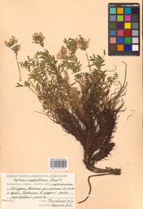 Остролодочник Майделя Trautv., Сибирь, Чукотка и Камчатка (S7) (Россия)