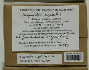 Didymodon rigidulus Hedw., Гербарий мохообразных, Мхи - Северный Кавказ и Предкавказье (B12) (Россия)