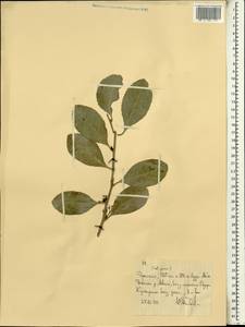 Magnoliopsida, Африка (AFR) (Эфиопия)
