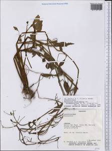 Ranunculus bonariensis subsp. phyteumifolius (A. St.-Hil.) Molero, Америка (AMER) (Парагвай)