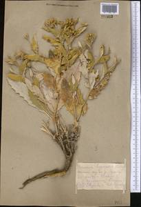 Cousinia hypopolia Bornm. & Sint., Средняя Азия и Казахстан, Копетдаг, Бадхыз, Малый и Большой Балхан (M1) (Туркмения)