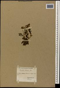 Coronilla orientalis subsp. balansae (Boiss.) Zernov, Кавказ, Абхазия (K4a) (Абхазия)