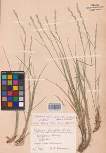 Pseudoroegneria geniculata (Trin.) Á.Löve, Восточная Европа, Восточный район (E10) (Россия)
