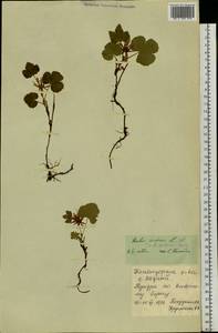 Княженика [гибрид], Сибирь, Чукотка и Камчатка (S7) (Россия)