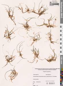 Триостренник болотный L., Сибирь, Чукотка и Камчатка (S7) (Россия)