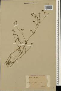 Asperula suavis Fisch., C.A.Mey. & Avé-Lall., Кавказ, Армения (K5) (Армения)