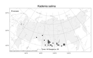 Kadenia salina, Кадения солончковая (Turcz.) Lavrova & V. N. Tikhom., Атлас флоры России (FLORUS) (Россия)