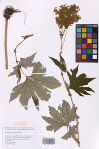 Filipendula digitata (Willd.) Bergmans, Сибирь, Дальний Восток (S6) (Россия)