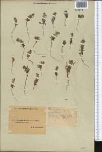 Pseudoheterocaryum rigidum (A. DC.) Kaz. Osaloo & Saadati, Средняя Азия и Казахстан, Сырдарьинские пустыни и Кызылкумы (M7) (Узбекистан)
