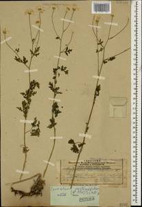 Tanacetum partheniifolium (Willd.) Sch. Bip., Кавказ, Азербайджан (K6) (Азербайджан)