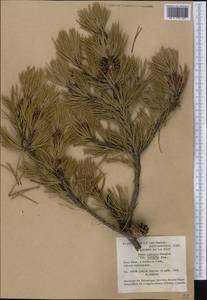 Pinus contorta Douglas ex Loudon, Америка (AMER) (Канада)
