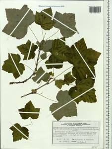 Ribes spicatum subsp. hispidulum (Jancz.) L. Hämet-Ahti, Сибирь, Центральная Сибирь (S3) (Россия)