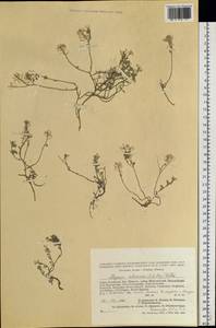 Odontarrhena sibirica (Willd.) Spaniel, Al-Shehbaz, D. A. German & Marhold, Сибирь, Алтай и Саяны (S2) (Россия)