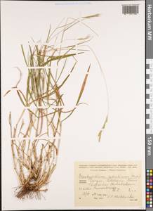 Коротконожка лесная (Huds.) P.Beauv., Кавказ, Грузия (K4) (Грузия)